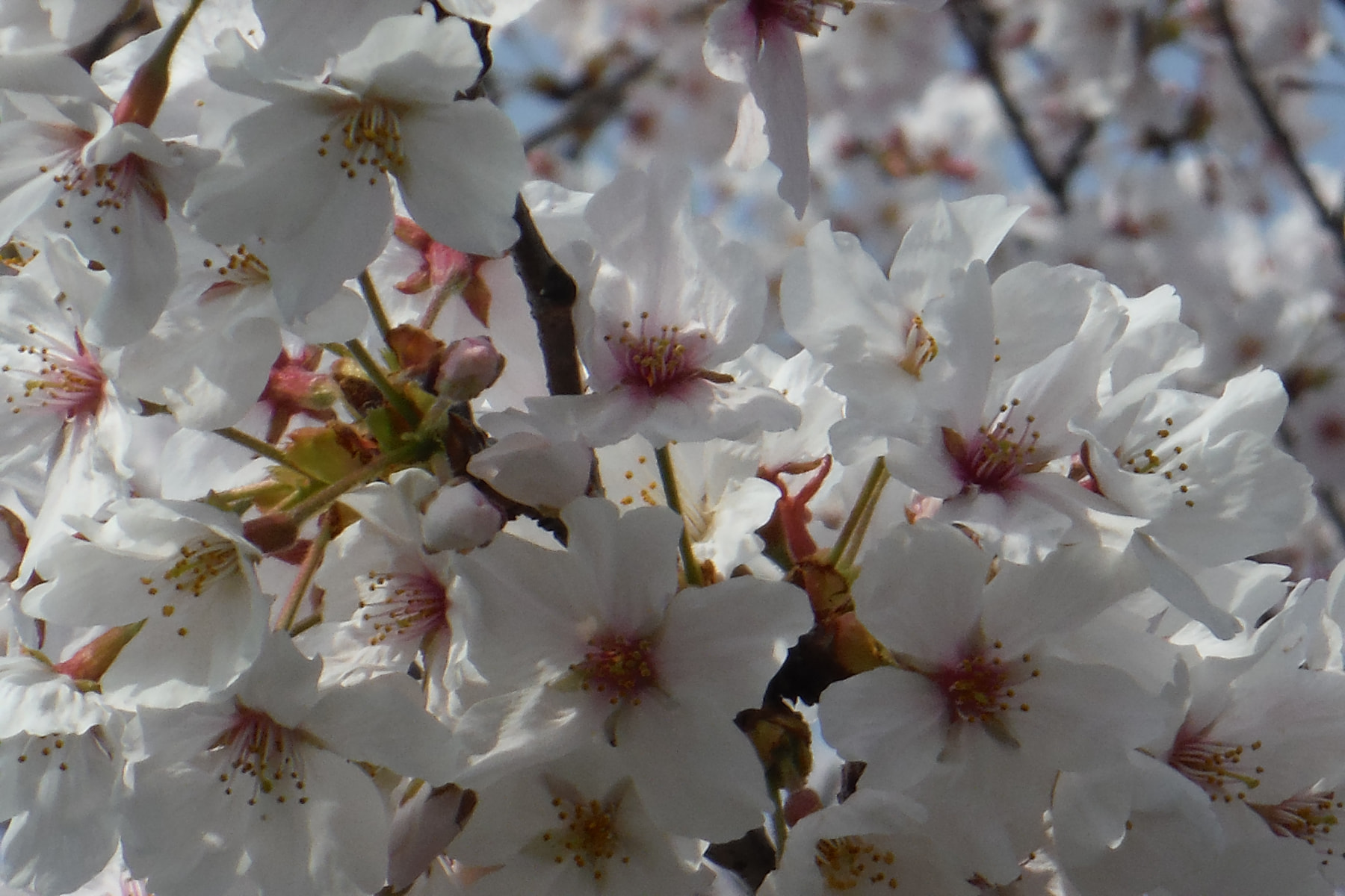 朝一から行ってきましたよ🌸